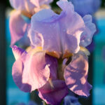 iris